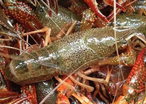 头条小龙虾爆料视频,头条视频曝光惊人真相! 第3张 头条小龙虾爆料视频,头条视频曝光惊人真相! 第3张