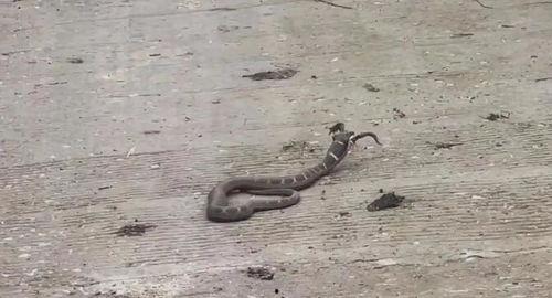 天青牛蟒爆料了吗视频,视频内容深度解析  第3张